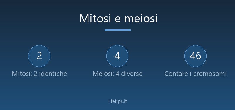 Mitosi e meiosi: differenze, fasi e schema