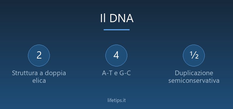 Il DNA: struttura e duplicazione
